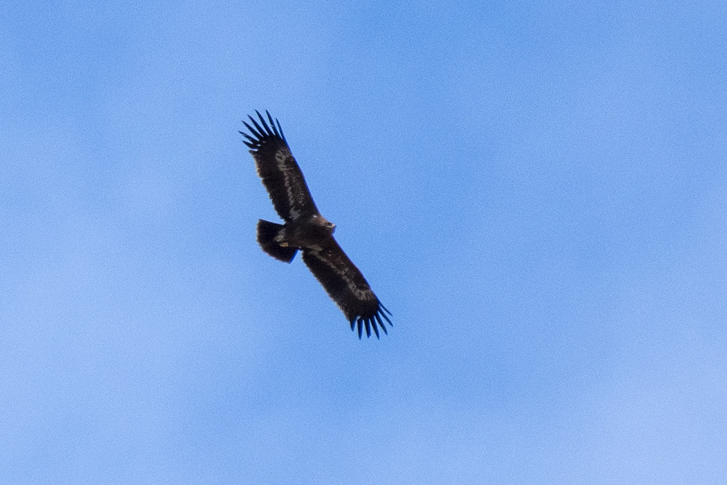 Steppe Eagle
